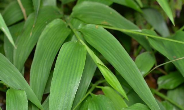 我国木塑复合材料年产量接近300万吨‘太阳成官网’(图1) 太阳成集团tyc